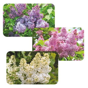 ЦБ-00096469_20032020124134