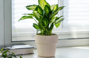 ЦБ-00162048_082025135129