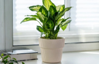 ЦБ-00162048_082025135129