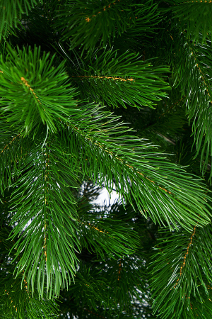 ЦБ-00157372_102025145040