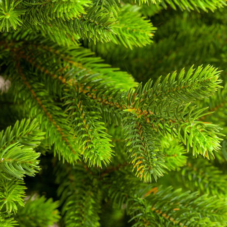 ЦБ-00100615_102020151259