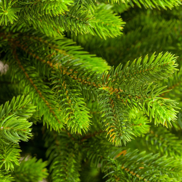 ЦБ-00100615_102020151259